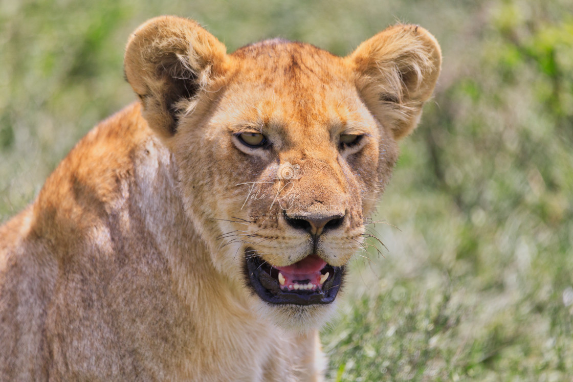 "Lions Elephants Cheetah Elephant Eland Sergeneti Zebra Giraffe NgoroNgoro..." stock image