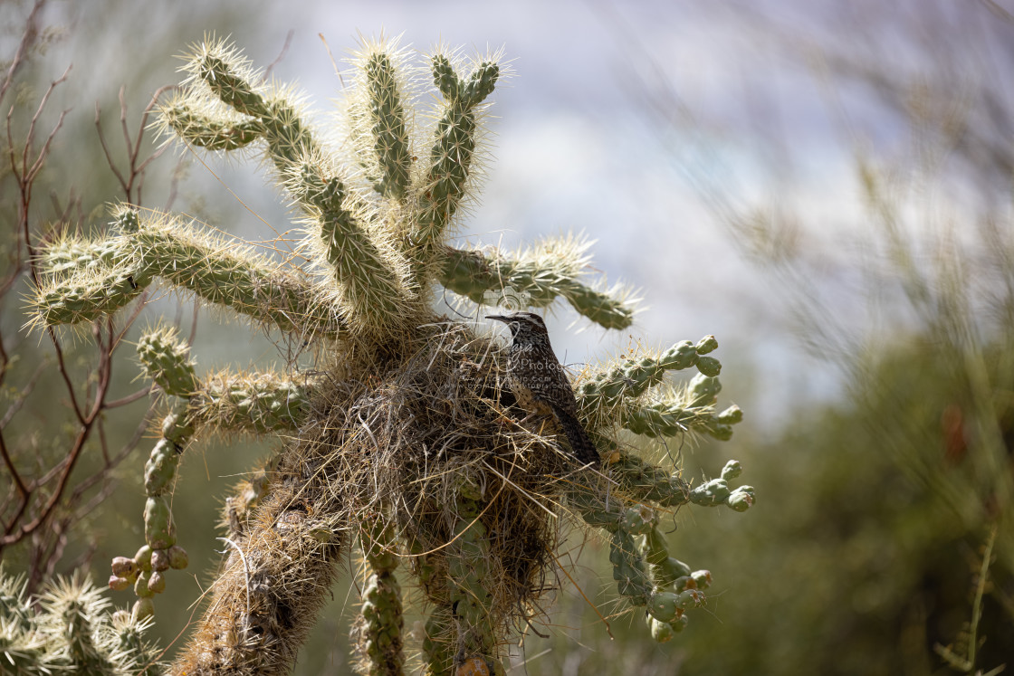 "Cactus and flowers of Desert Southwest" stock image