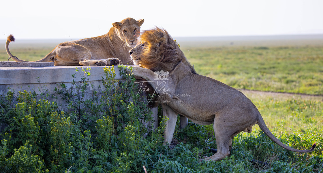 "Brambleberry Tours Serengeti Safari 2021" stock image