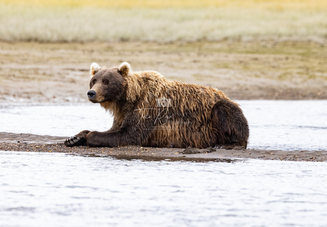 "Alaska Fishing and Bear Viewing Trip 2022" stock image