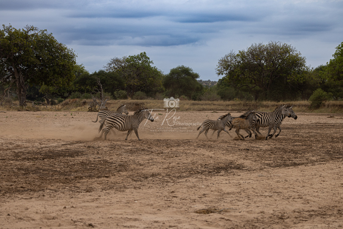 "Serenegti National Park Migration, Tanzania" stock image