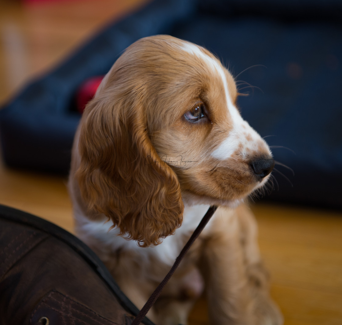 "Mischievous puppy" stock image