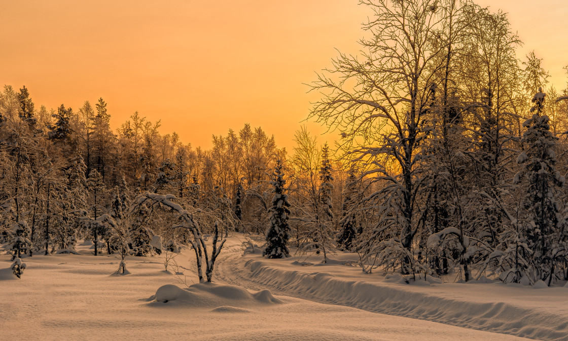 "Arctic forest at sunset" stock image