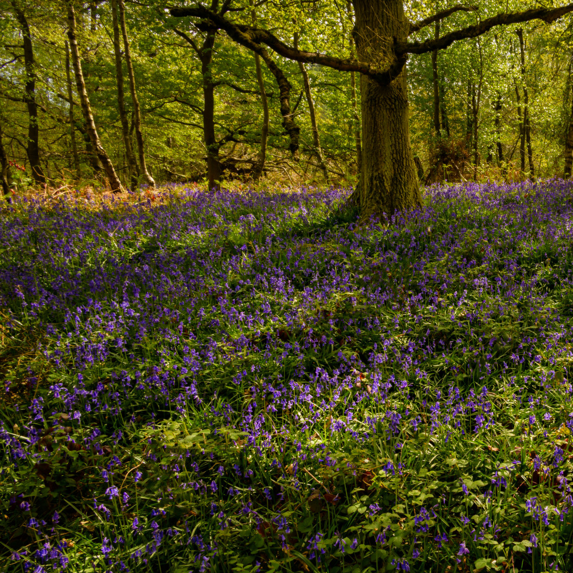 "Spring carpet of blue" stock image