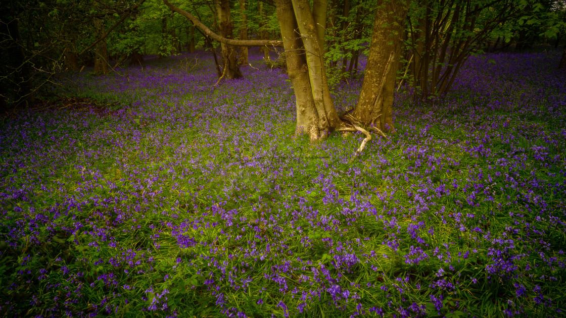 "Woodland bluebells" stock image