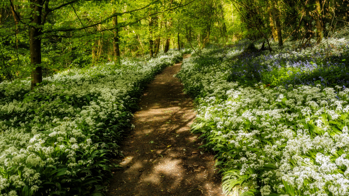 "Woodland wild garlic in spring sunshine" stock image