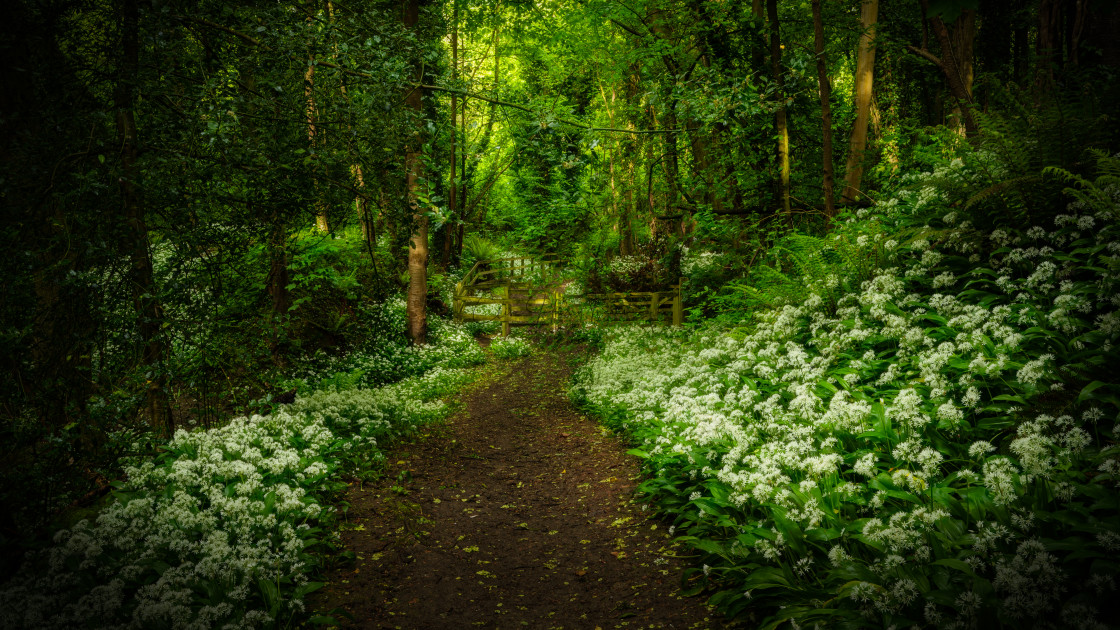 "Path to a woodland gate in spring" stock image