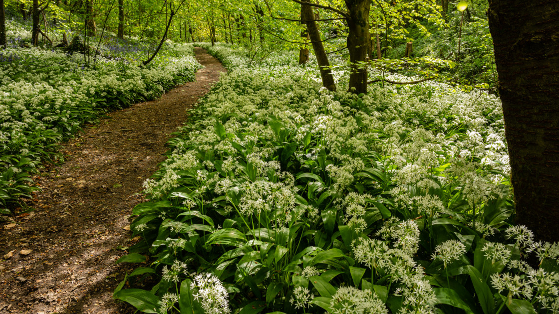 "Spring and wild garlic" stock image