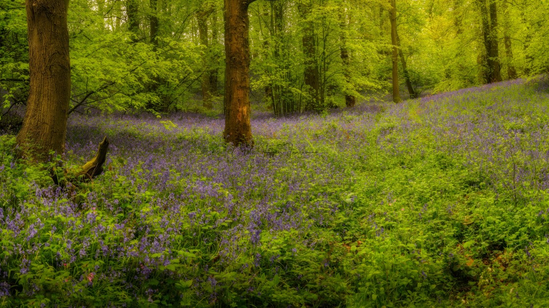 "Bluebells in an English woodland" stock image