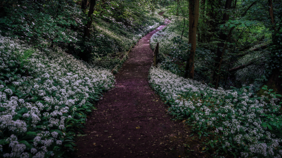 "Wild garlic woodland walk" stock image