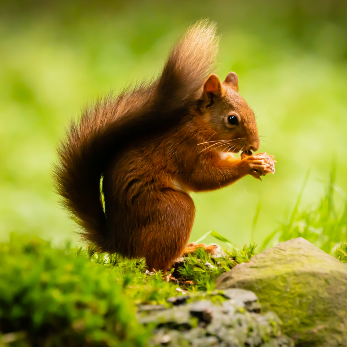 "Feeding time - red squirrel" stock image