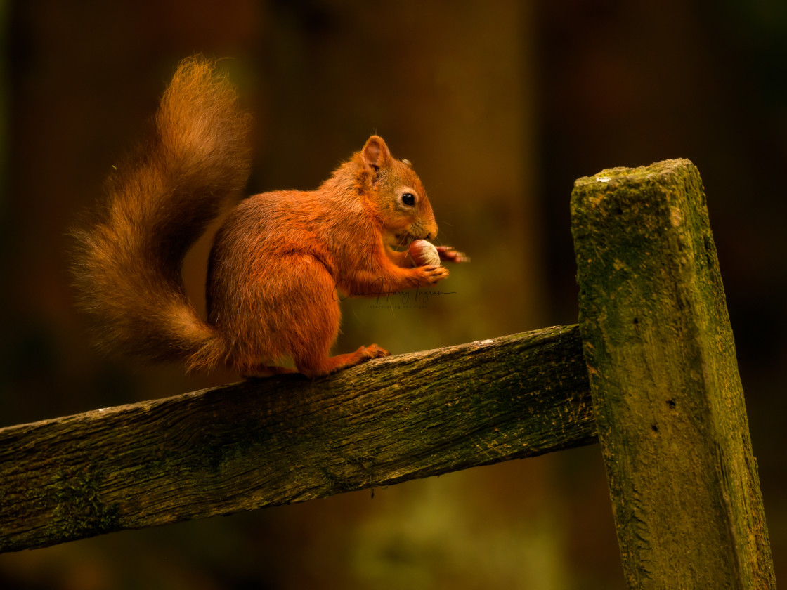 "Red squirrel on a woodland fence" stock image