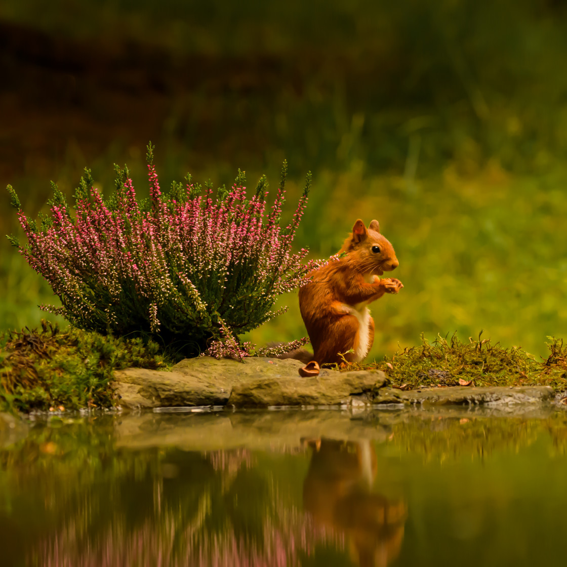 "Squirrel reflected in a woodland pool" stock image