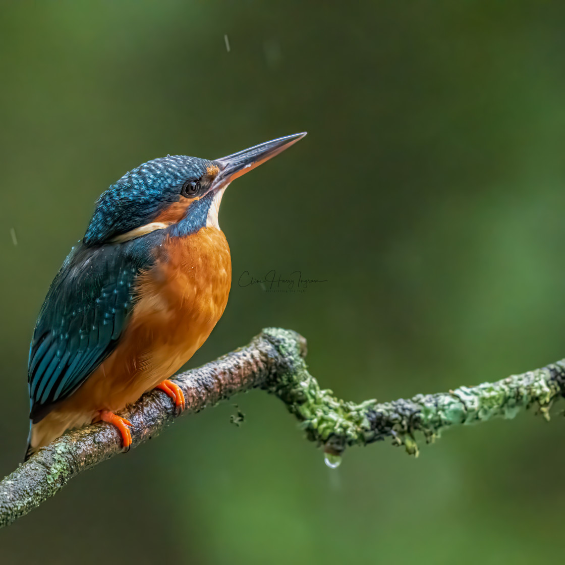 "Kingfisher on a perch" stock image