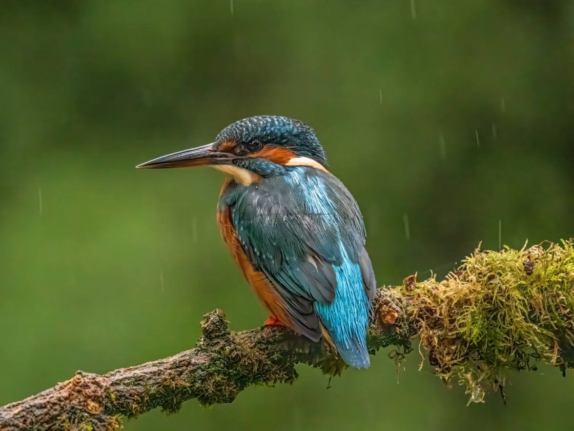 "Fisherman in the rain" stock image