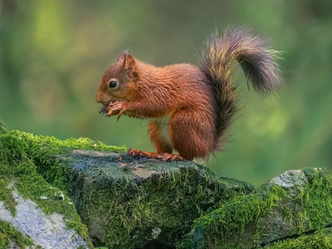 "Squirrel snack on a dry stone wall" stock image