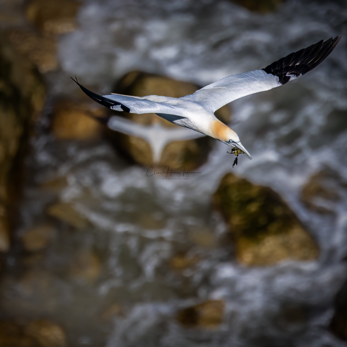 "Gannet above a boiling sea" stock image