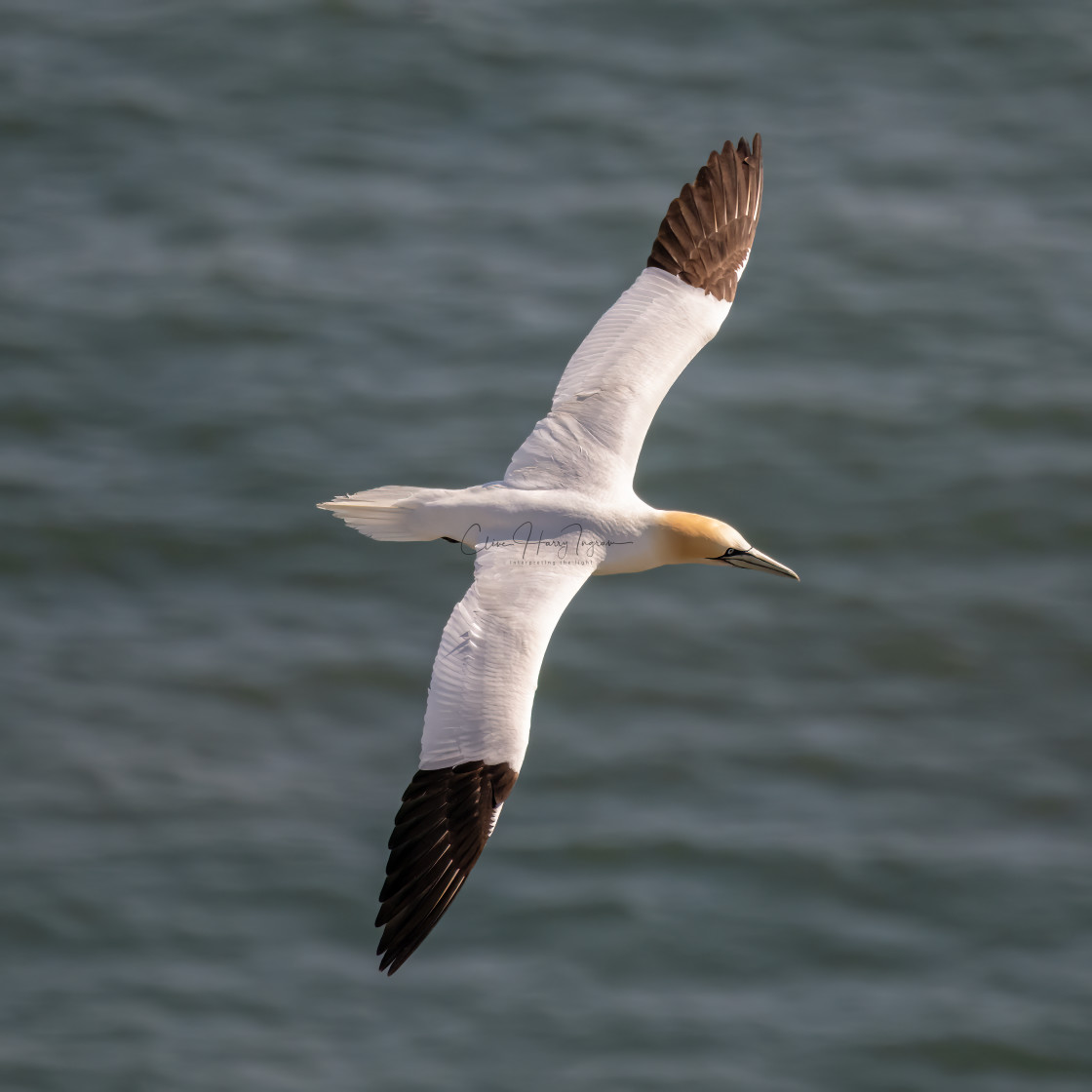 "Gannet soaring above the waves" stock image