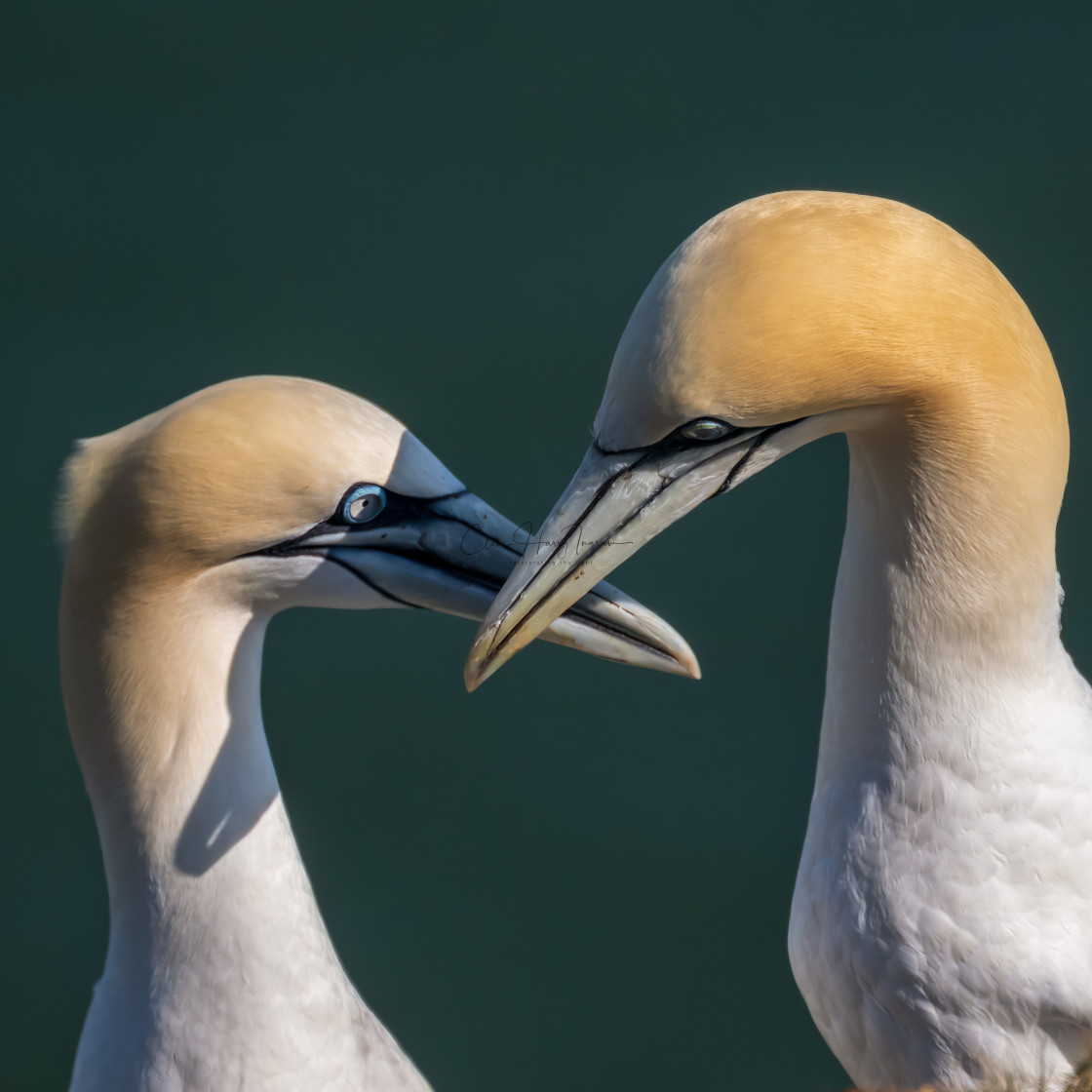 "The lovers" stock image