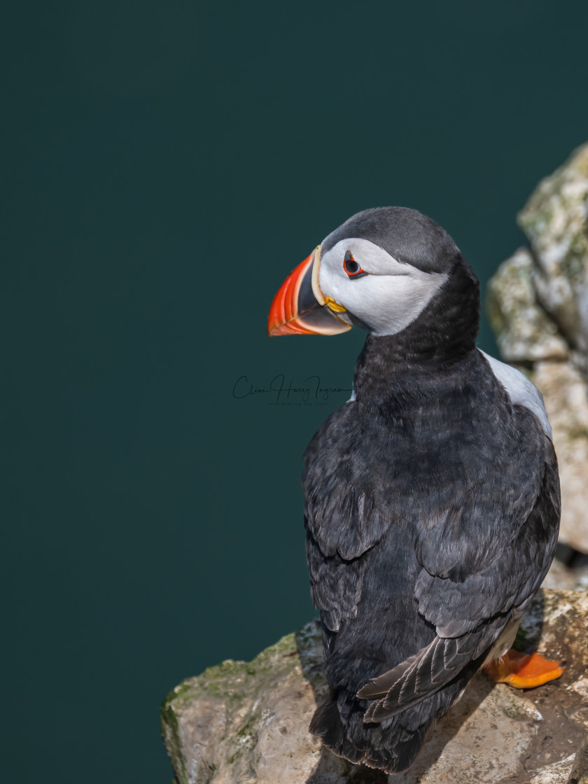 "Puffin looking out to sea" stock image