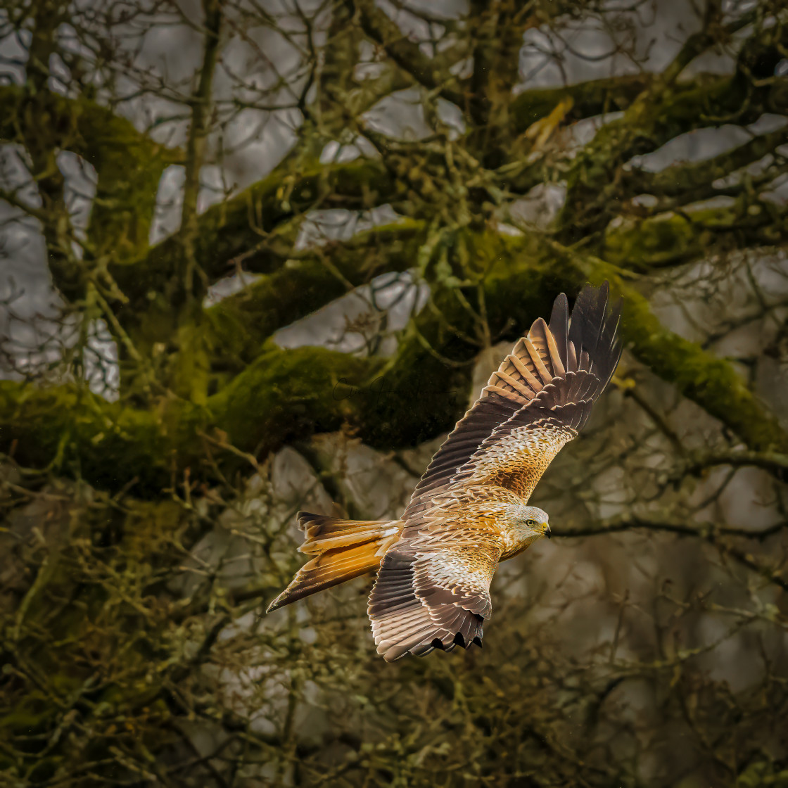 "Red kite in woodland" stock image