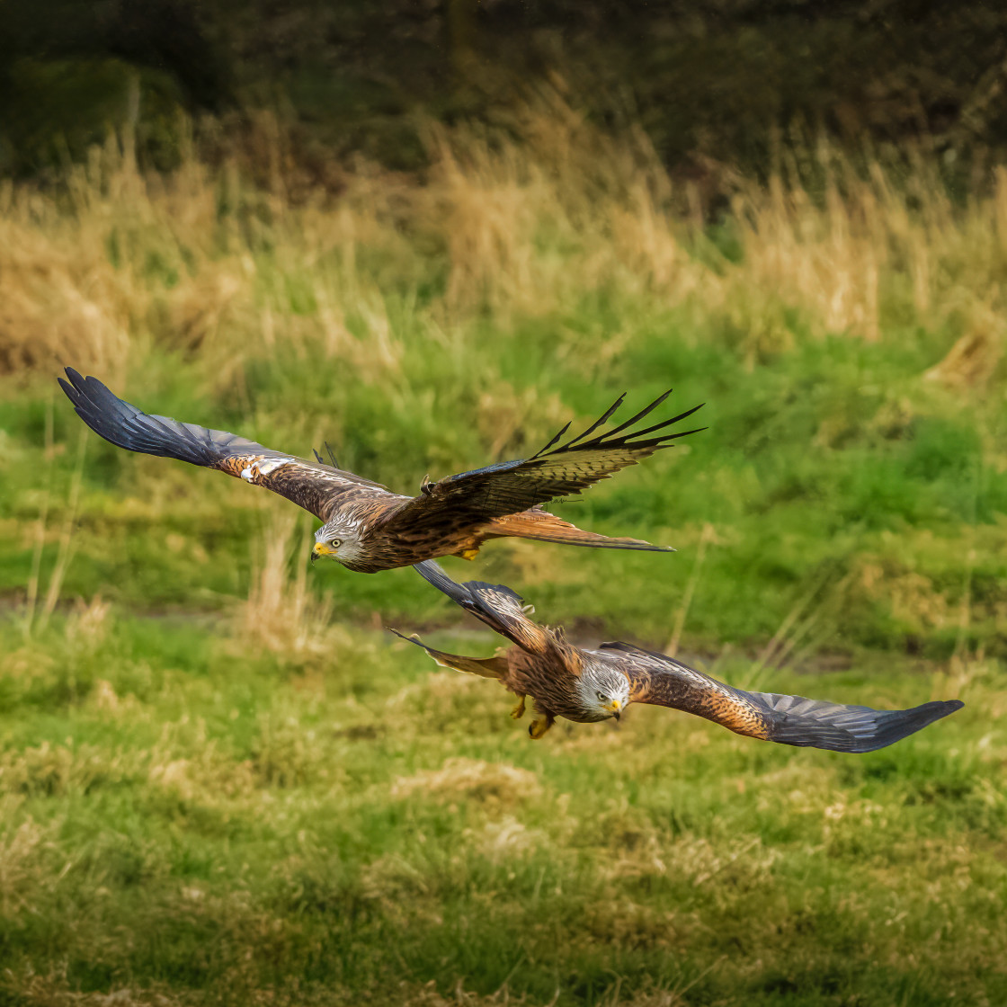 "Red Kite patrol" stock image