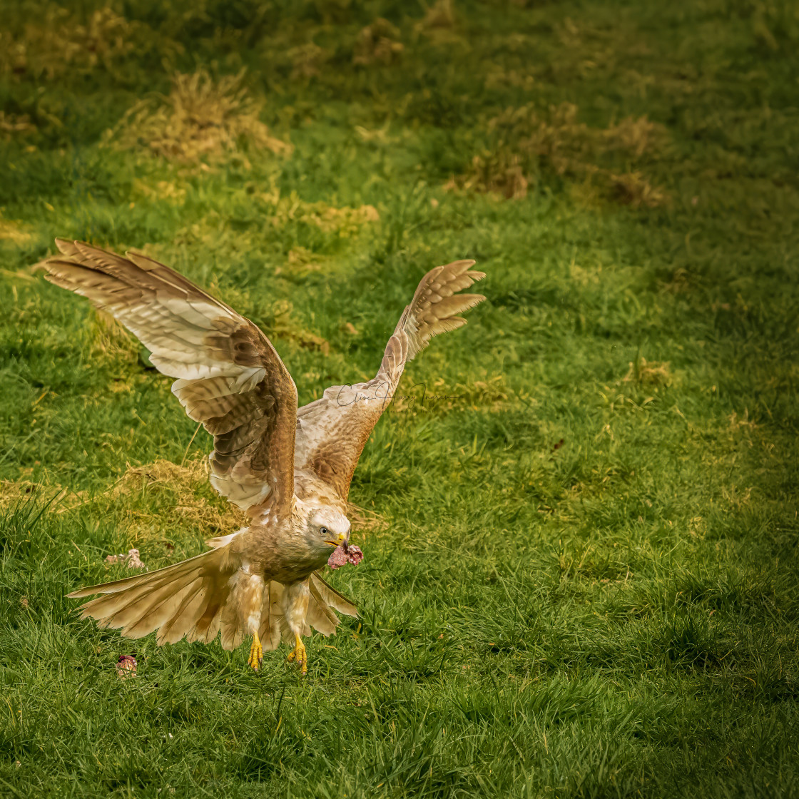 "Leucistic Red Kite takes flight with its dinner" stock image