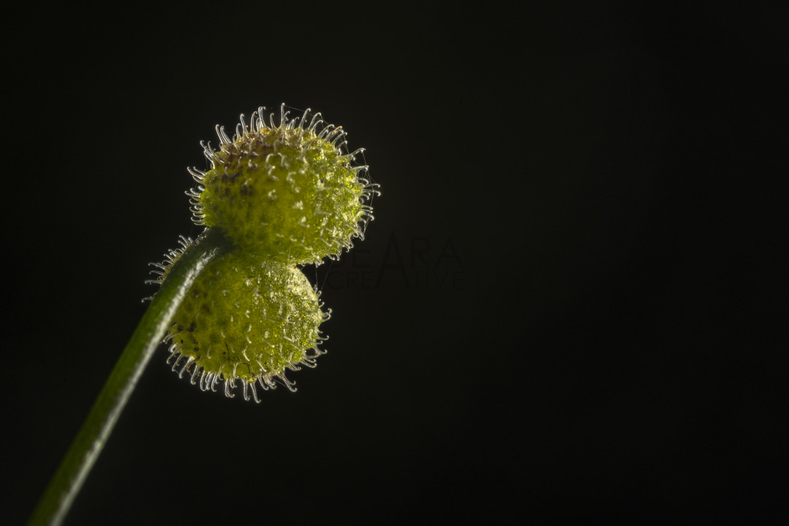 "Close-up of Cleaver Burrs with hooked hairs" stock image