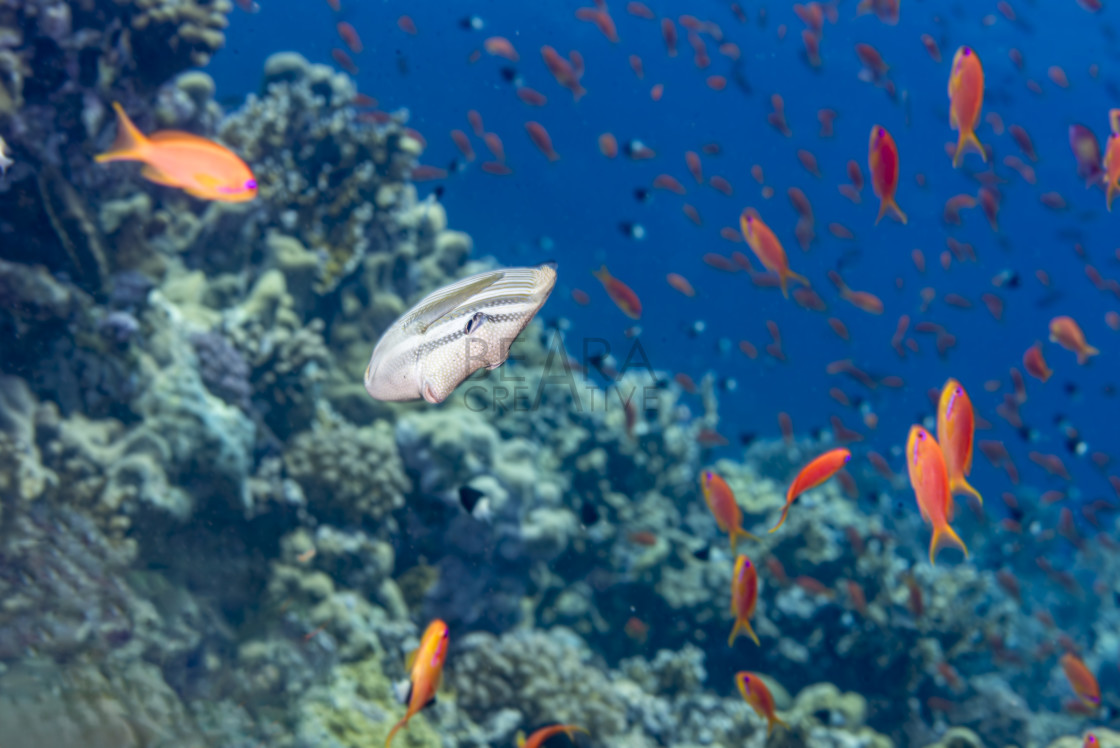"Sailfin Tang and Anthias in Coral Reef" stock image