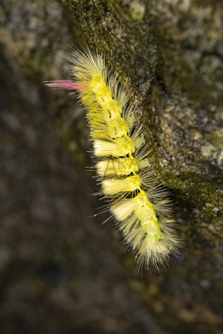 "Pale Tussock Moth Caterpillar in Side View" stock image