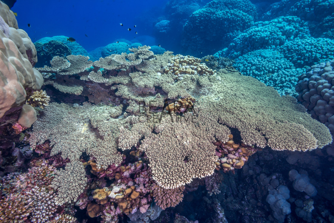"Table coral in the Red Sea" by Toby Gibson - £10.00 "Table coral in the Red Sea" stock image