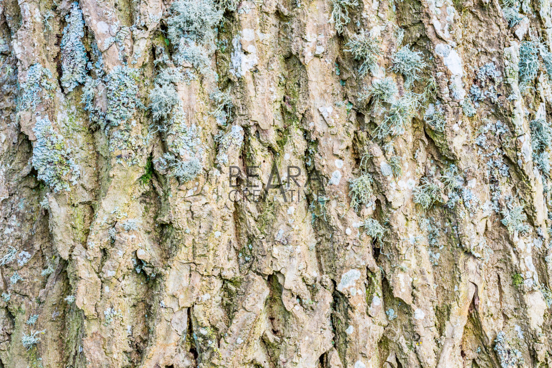 "Ash tree bark textured detail" stock image