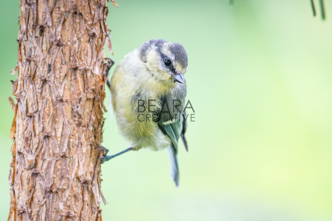 "Baby blue tit" by Toby Gibson - £10.00 "Baby blue tit" stock image