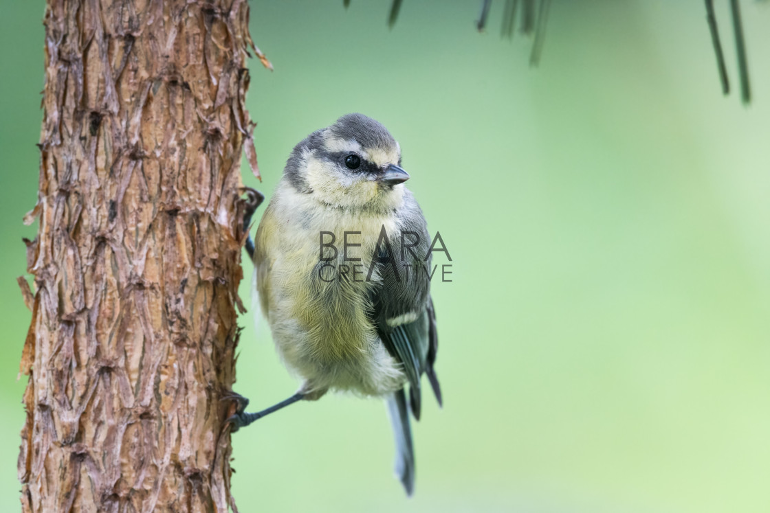 "Baby blue tit portrait" by Toby Gibson - £10.00 "Baby blue tit portrait" stock image