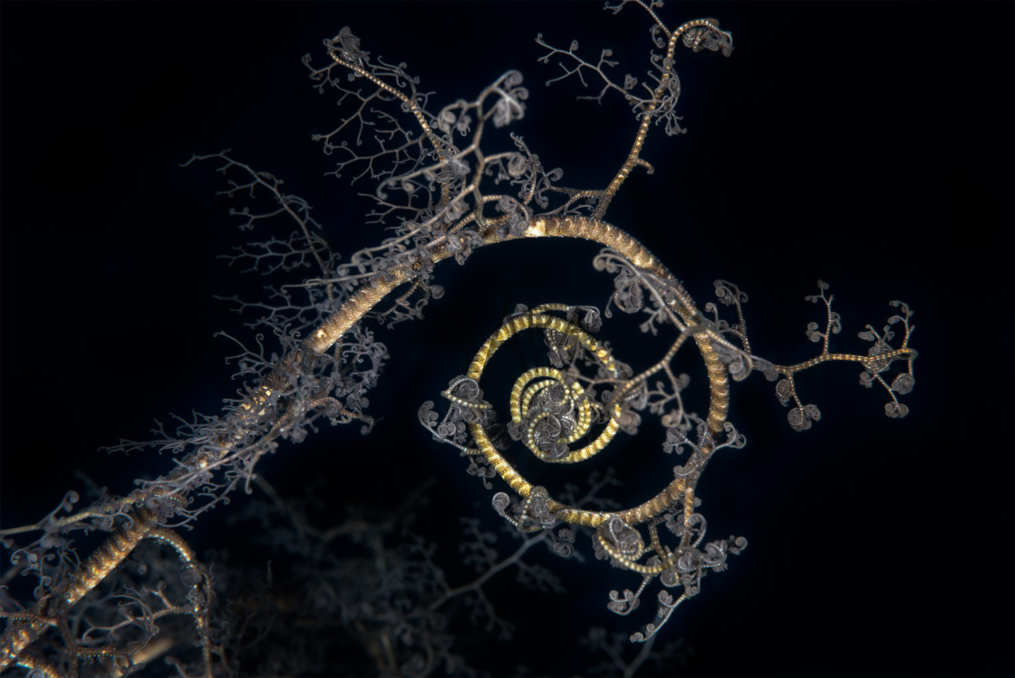 "basket star spiral pattern" by Toby Gibson - £10.00 "basket star spiral pattern" stock image