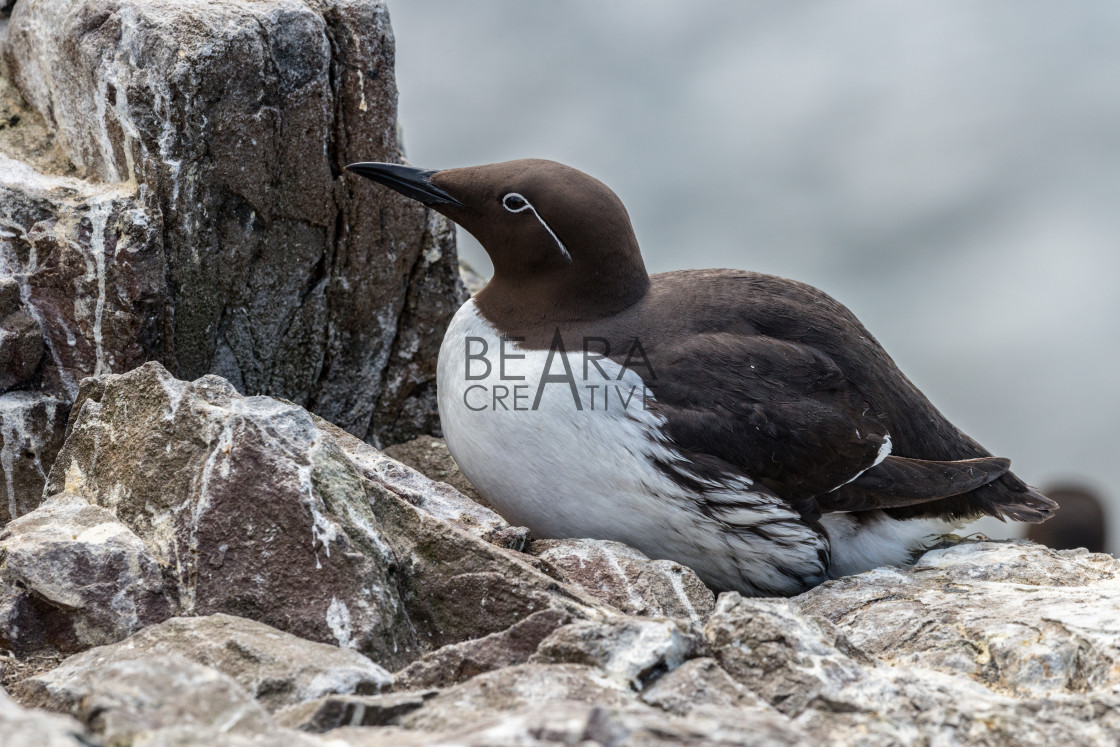 "Guillemot sitting on cliff ledge nest" stock image