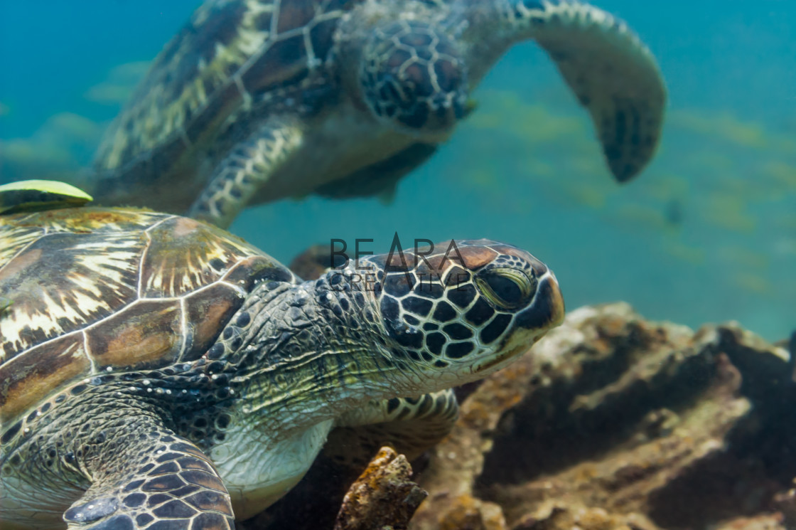 "Two green sea turtles underwater" by Toby Gibson - £10.00 "Two green sea turtles underwater" stock image