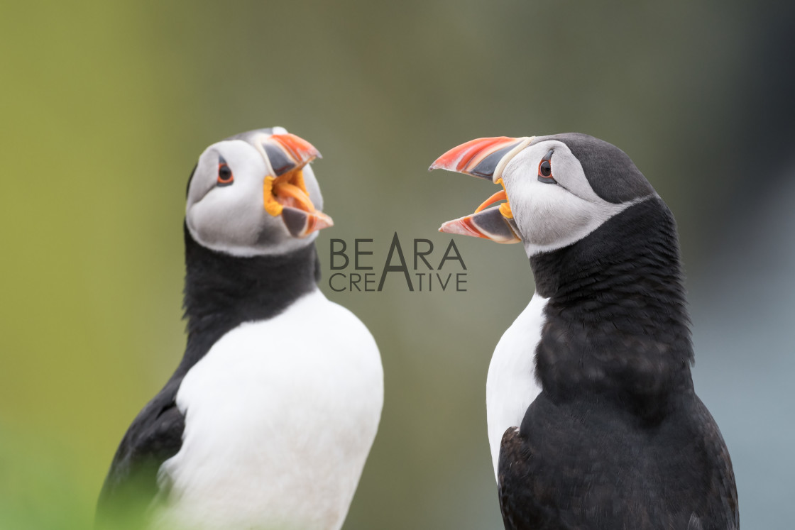 "Mirroring behaviour" stock image