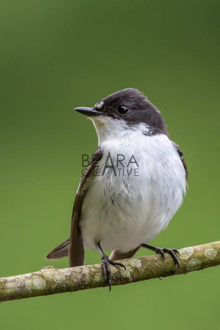 "Facing profile of male pied flycatcher perching on a lichen encrusted willow..." stock image