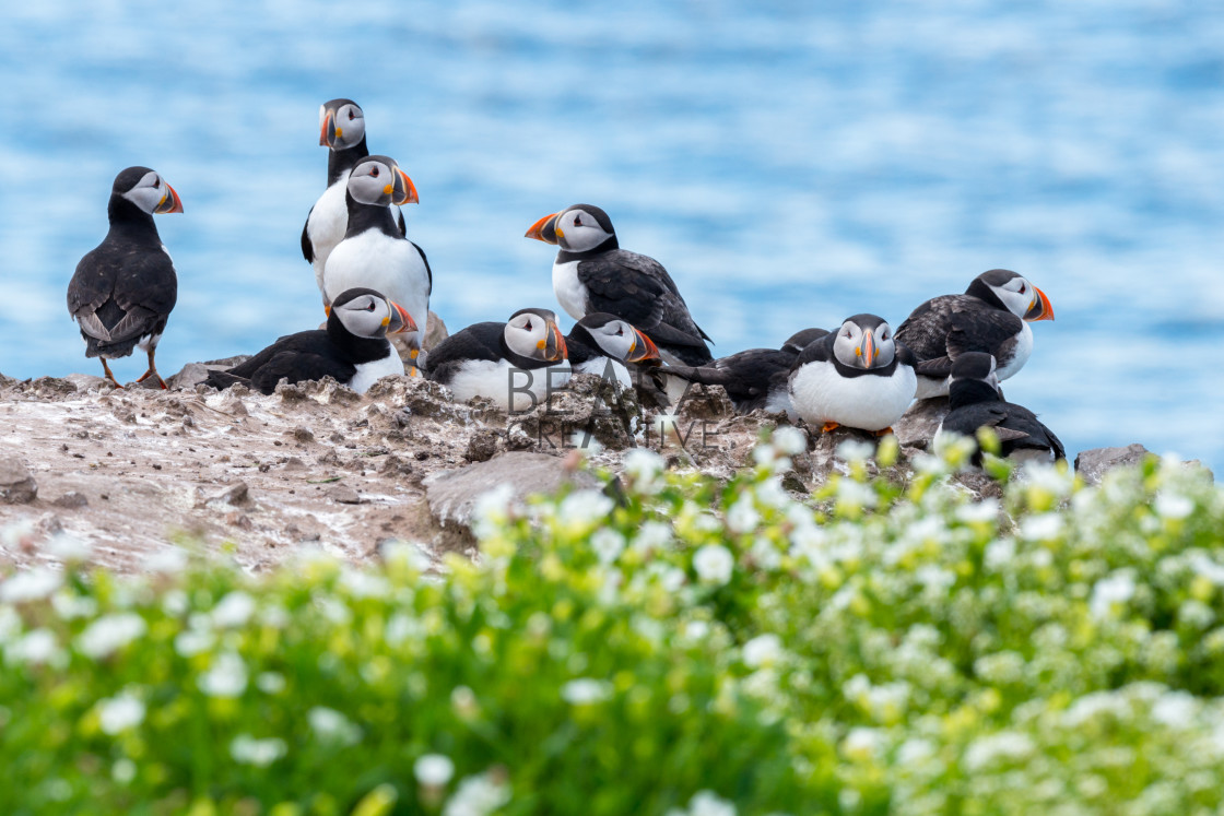 "A group of puffins in the Farne Islands" stock image