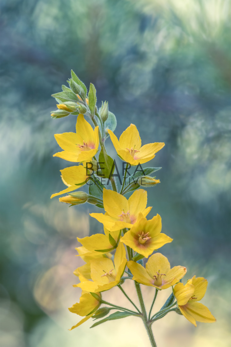 "Yellow garden flowers blur" stock image