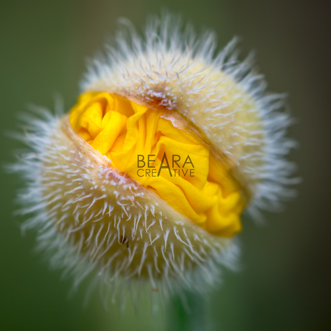 "Yellow poppy flower head" stock image