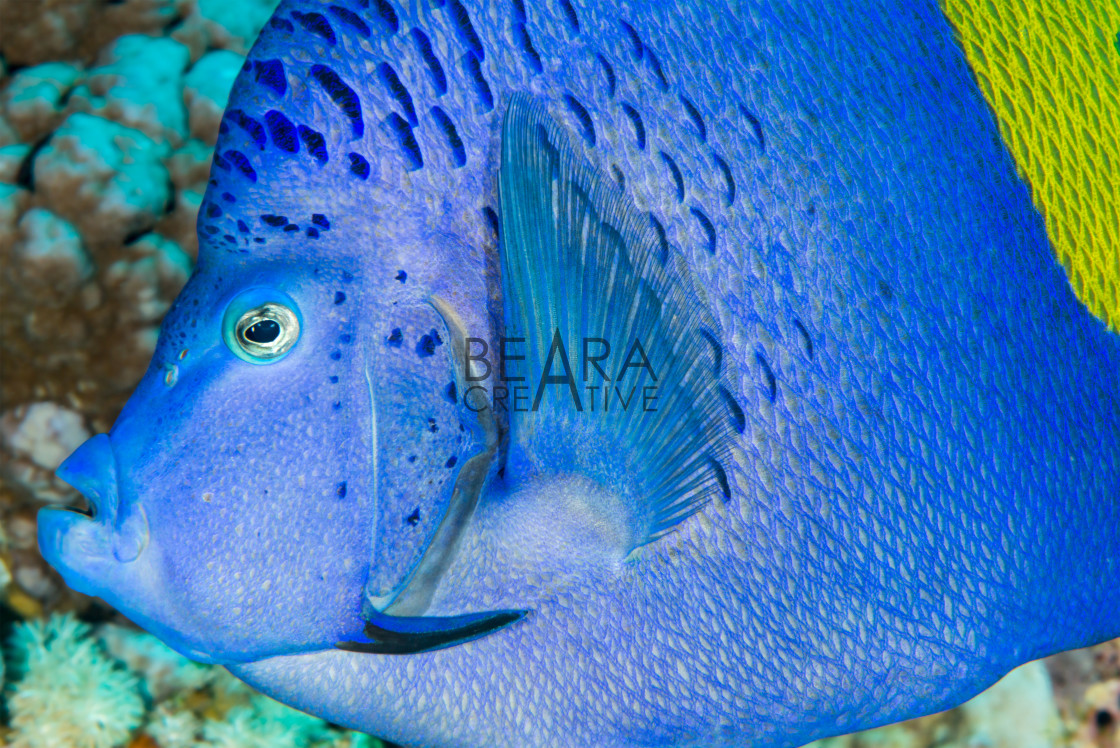 "Yellowbar angelfish head profile" stock image