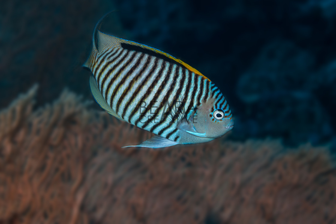 "Angelfish" stock image