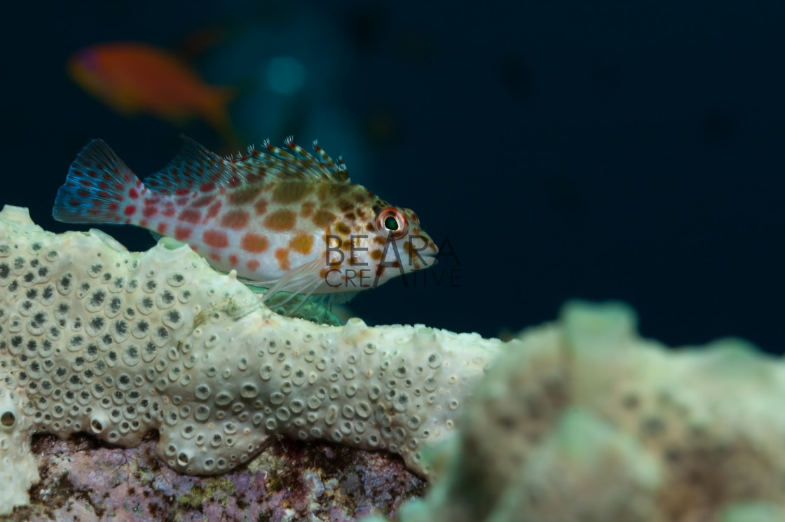 "Coral hawkfish in Sudan" stock image