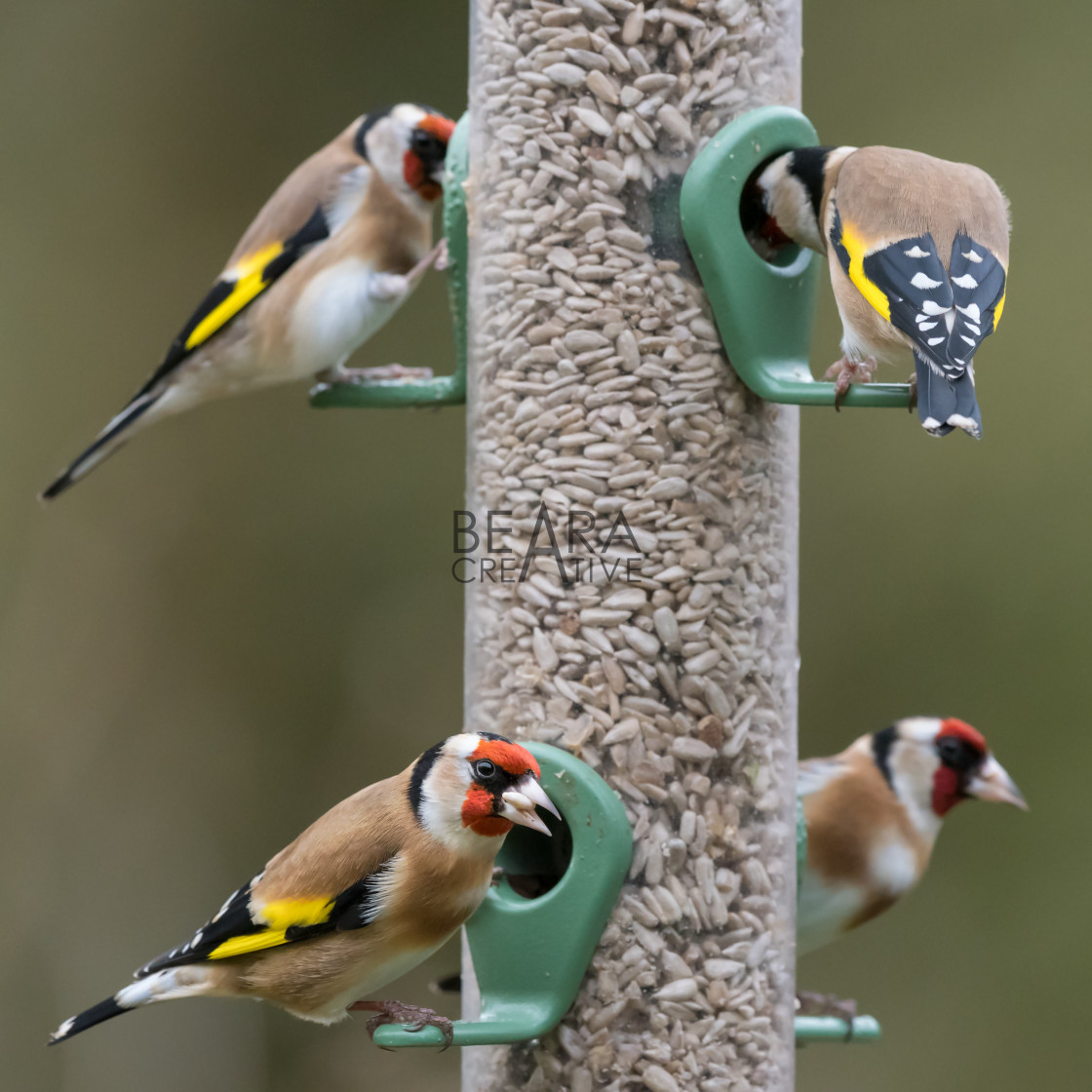 "Four goldfinches seed feeder" stock image