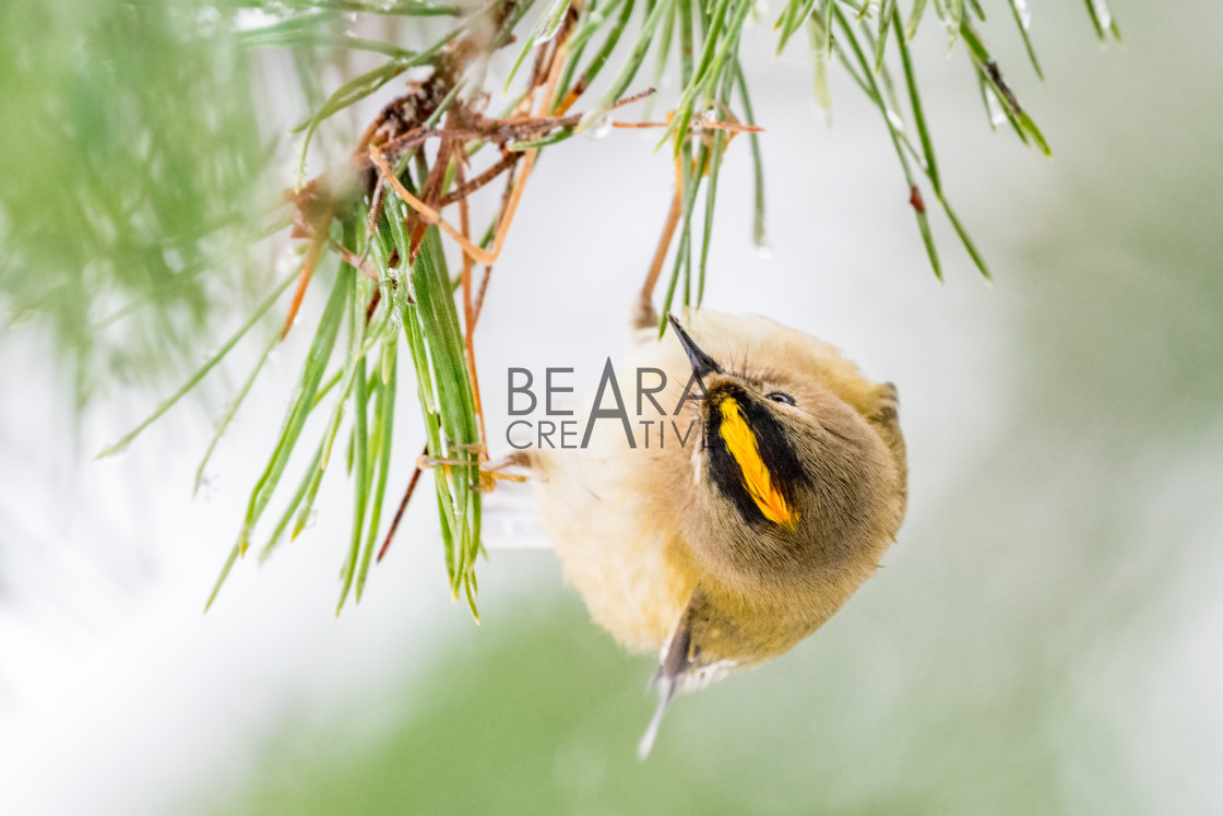 "Goldcrest view from above" stock image