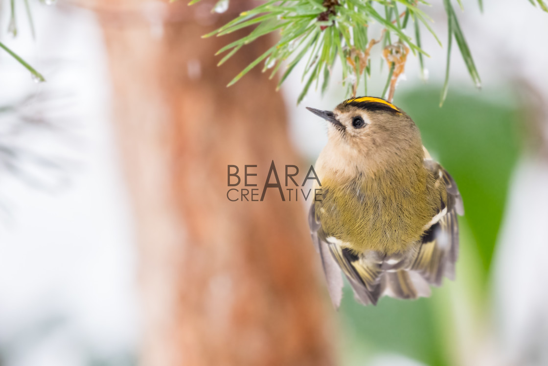 "Goldcrest clinging on pine tree" stock image