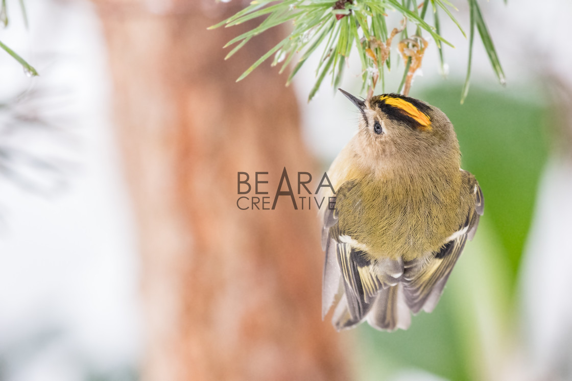 "Goldcrest on pine tree" stock image