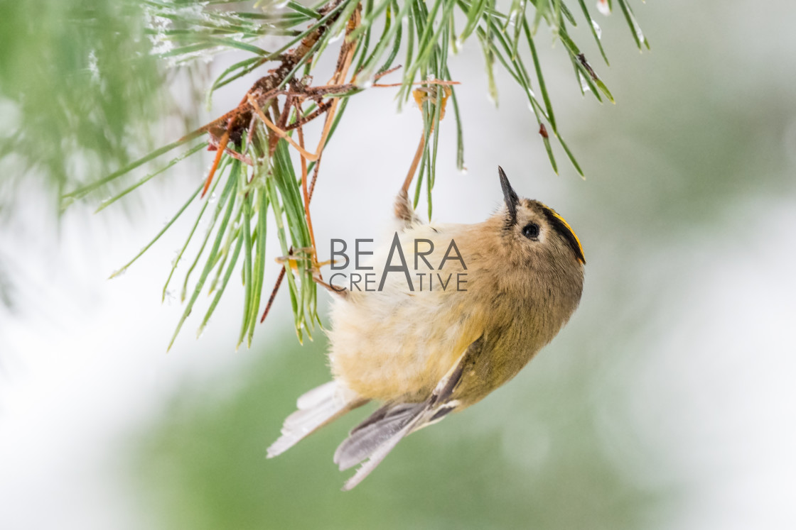 "Goldcrest profile portrait" stock image